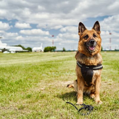 German Shepherd dog sitting on green grass at aerodrome